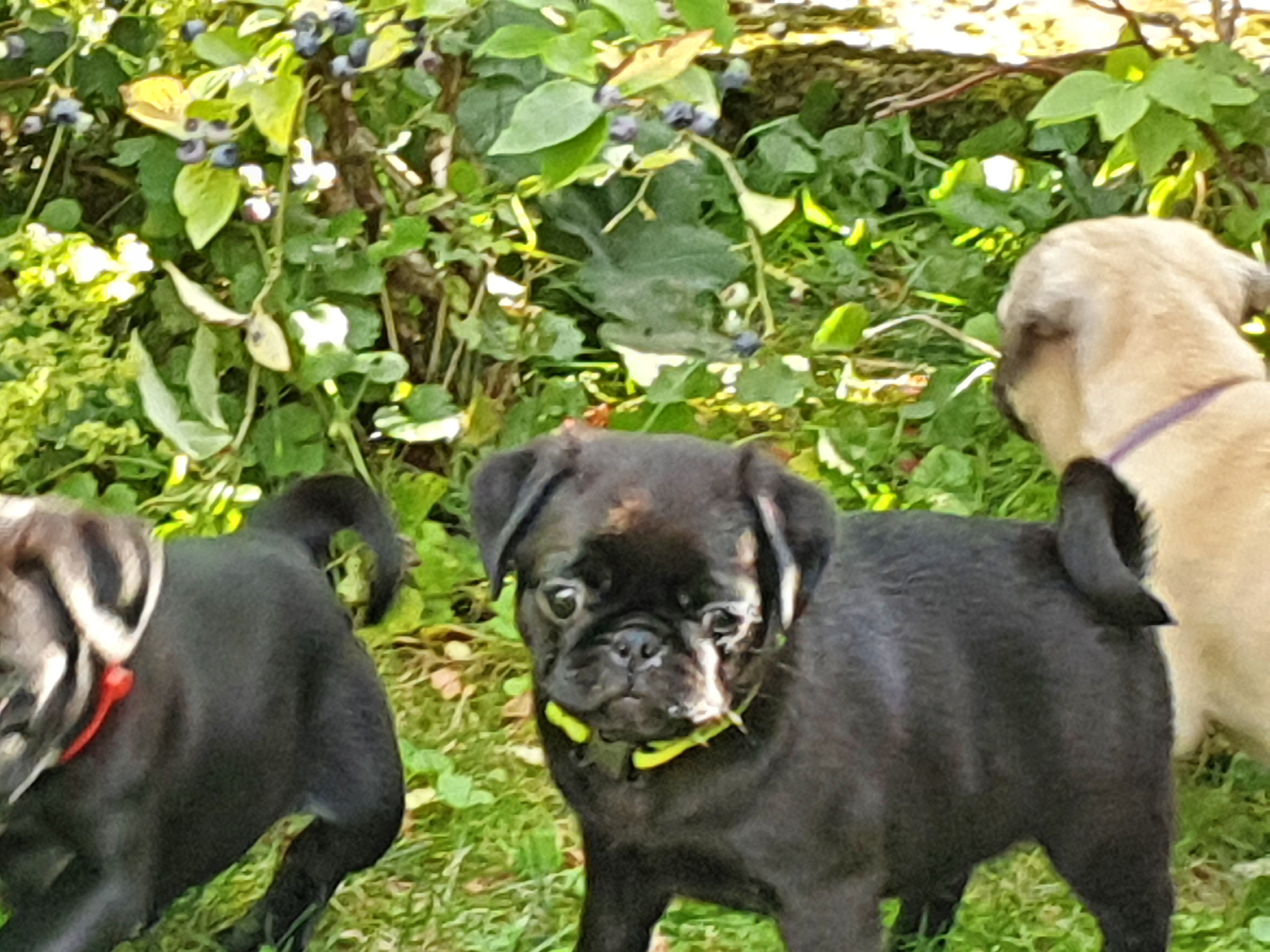 mopsdeutschland.de Galerie